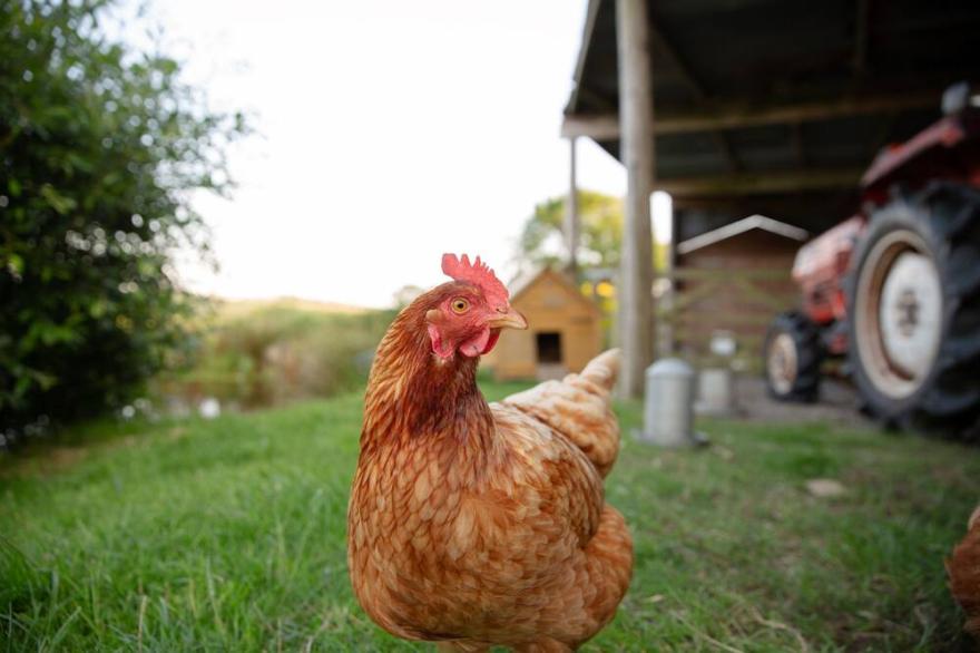 Barn Conversion With Indoor Swimming Pool In Stunning Rural Location Near Ocean