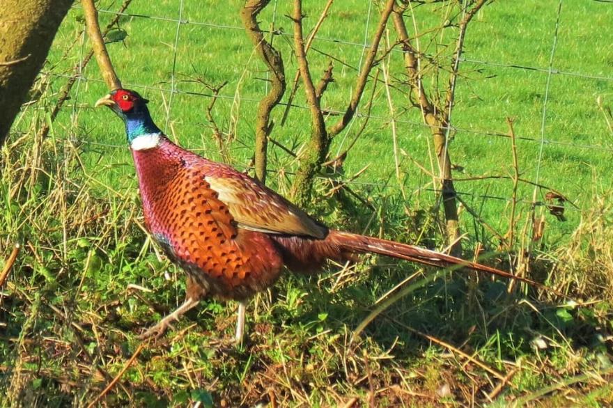 Woodpecker Lodge
