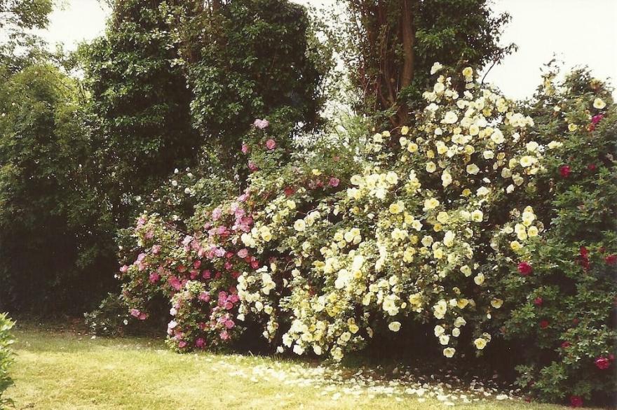 Detached Bungalow In Large Lawned Garden With Old Orchard. Non-smoking Property