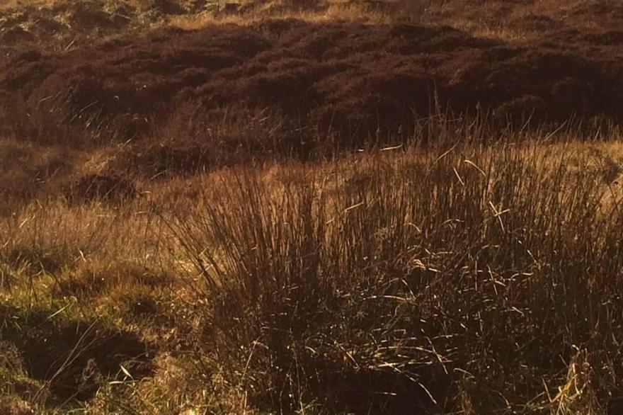 Hebridean Hideaway  -  converted weaver's shed in secluded location