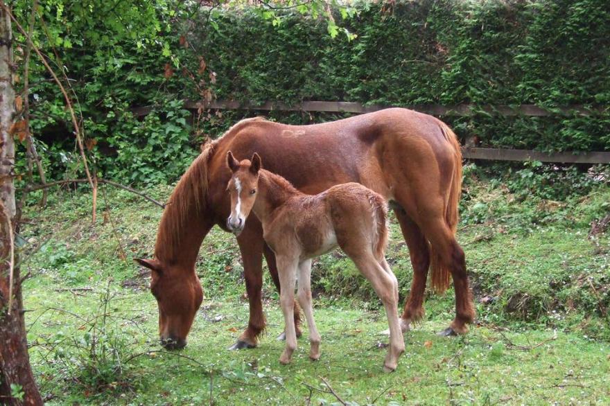 Luxury Cottage | New Forest | Family Friendly | Dog Friendly