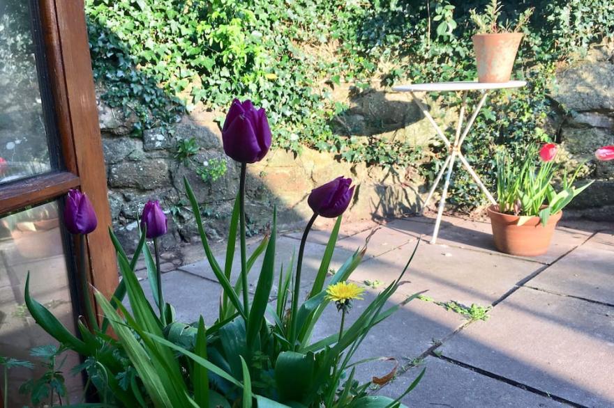 Sunny Secret Garden 3 bed Cottage Near Exeter. Village Location