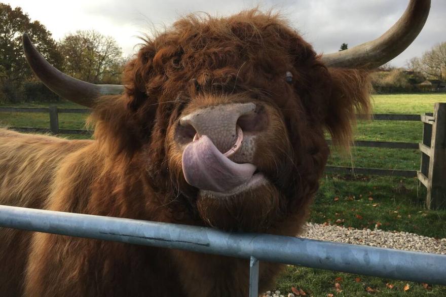 DOODALE COTTAGE - converted barn with highland cattle experience included