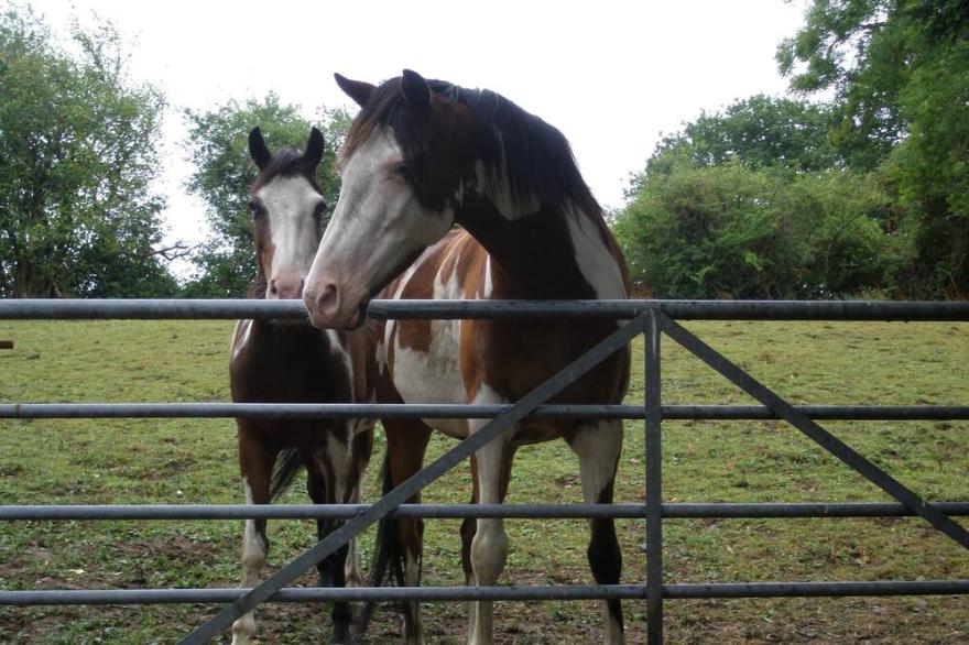 LLWYNAU FARM PINELODGES - CASTELLAU, LLANTRISANT -  ONLY 12 MILES FROM CARDIFF.