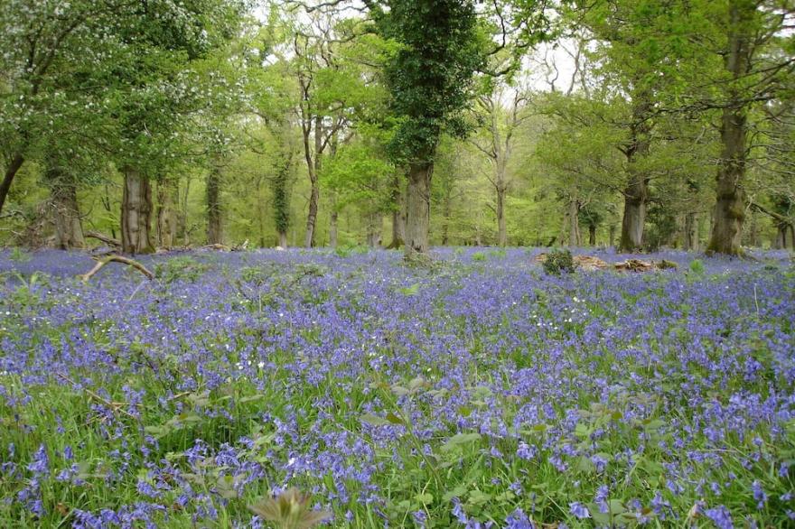 Waterley, Brockenhurst