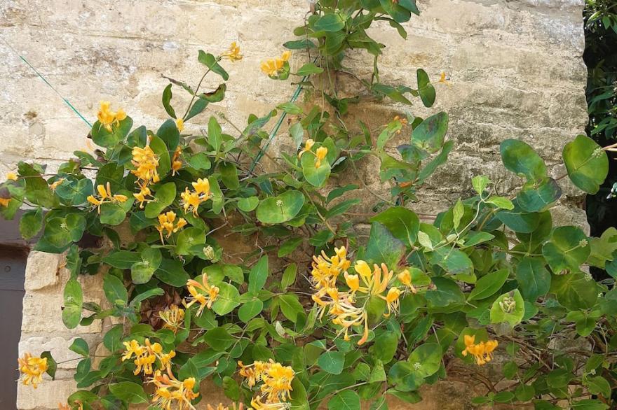 Pantiles Cottage in Rutland, the heart of England. Self catering, sleeps 4.