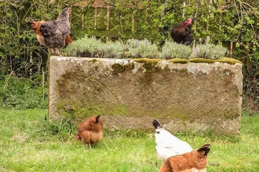 THE EAST WING COTTAGE, pet friendly, with open fire in Thirsk