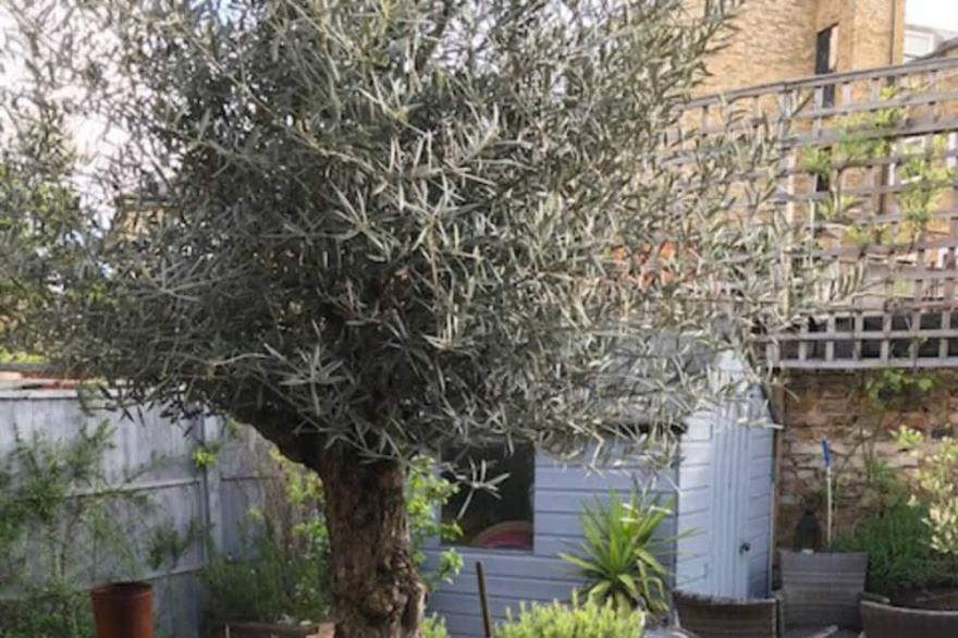 Stunning 3 Bedroom House with Garden in Battersea