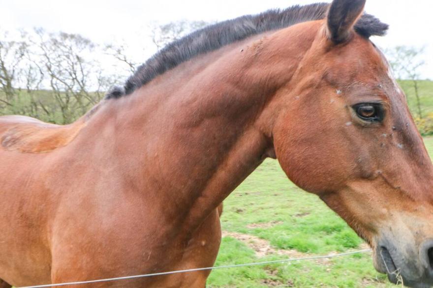 SHEPHERDS BURN COTTAGE, pet friendly, with open fire in Bellingham