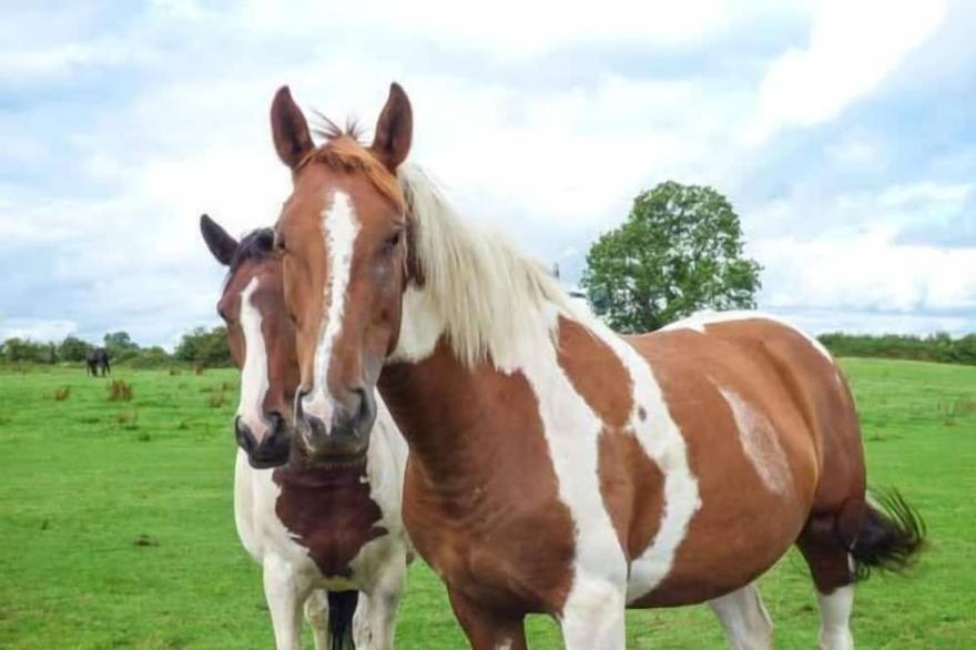 BARFORTH HALL DAIRY, pet friendly, with hot tub in Gainford