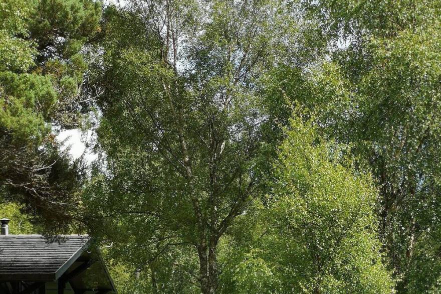 Rosemoor Cabin at Ancarraig Lodges, Loch Ness