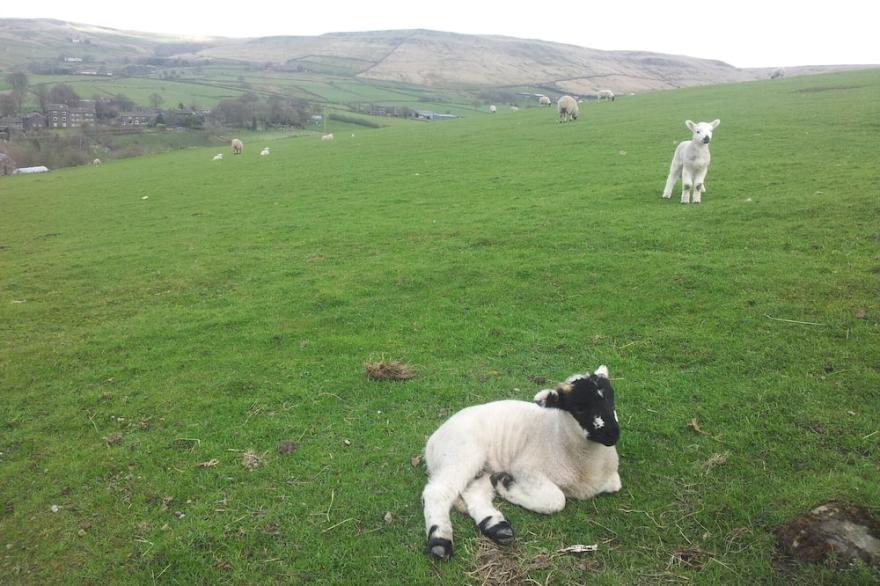 1 Bed Romantic Self Catering Cottage on a Working Yorkshire Farm