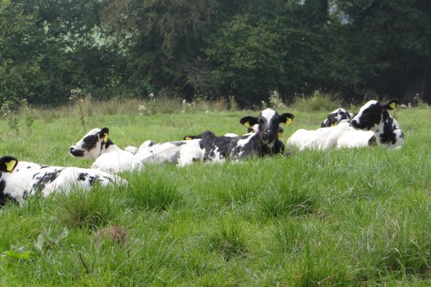 High Quality, Stunning Rural Views,  AONB, Jurassic Coast, dog friendly,