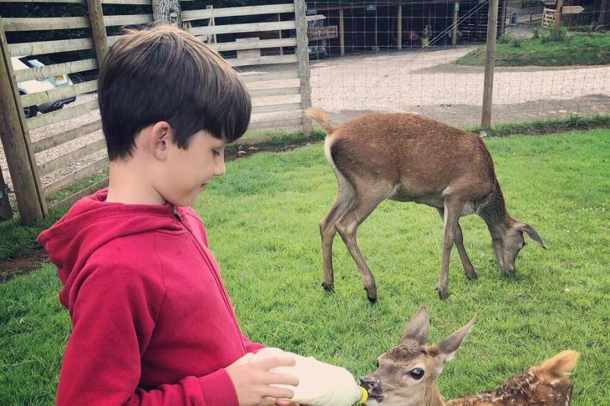 Luxury Safari Lodge surrounded by deer!! 'Fallow'