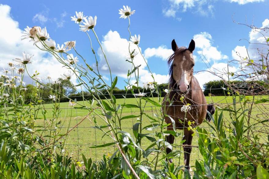 MAYBERRY COTTAGE, romantic, character holiday cottage in Bodmin