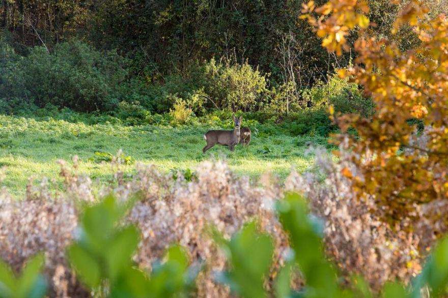 Luxury Hot Tub Lakeside Lodge BARNACLE Near Longleat. Dog friendly.