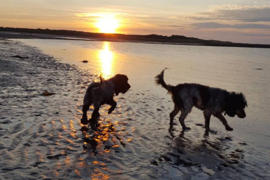 The Kennels Cottage Eco Indigo Luxury Dog Friendly