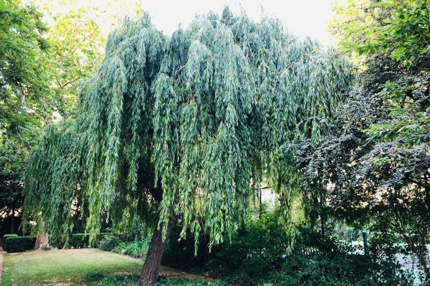 South Belgravia - Resi only park access!