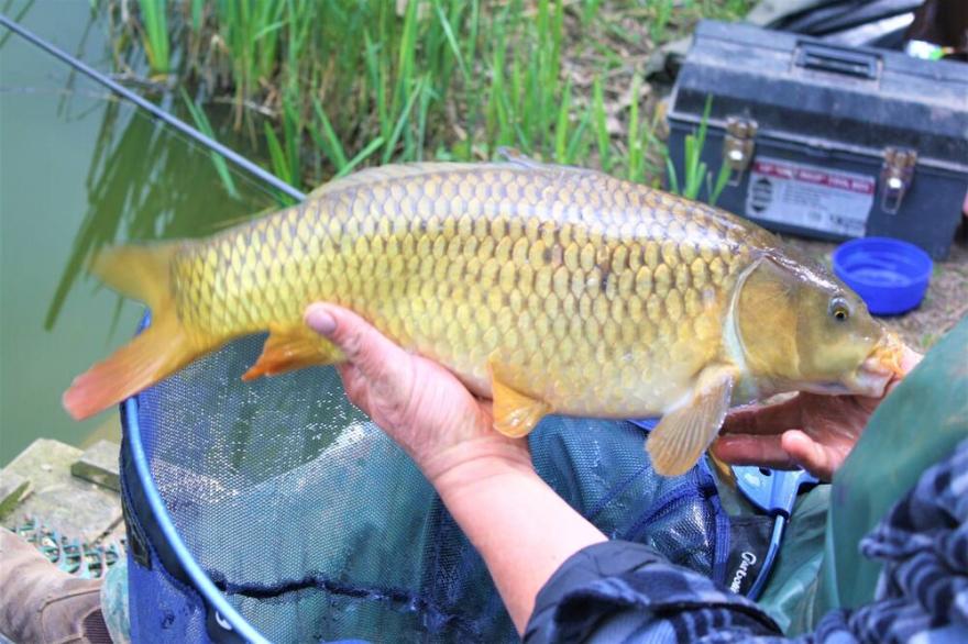 6 bert caravan fishing/faily site  newquay