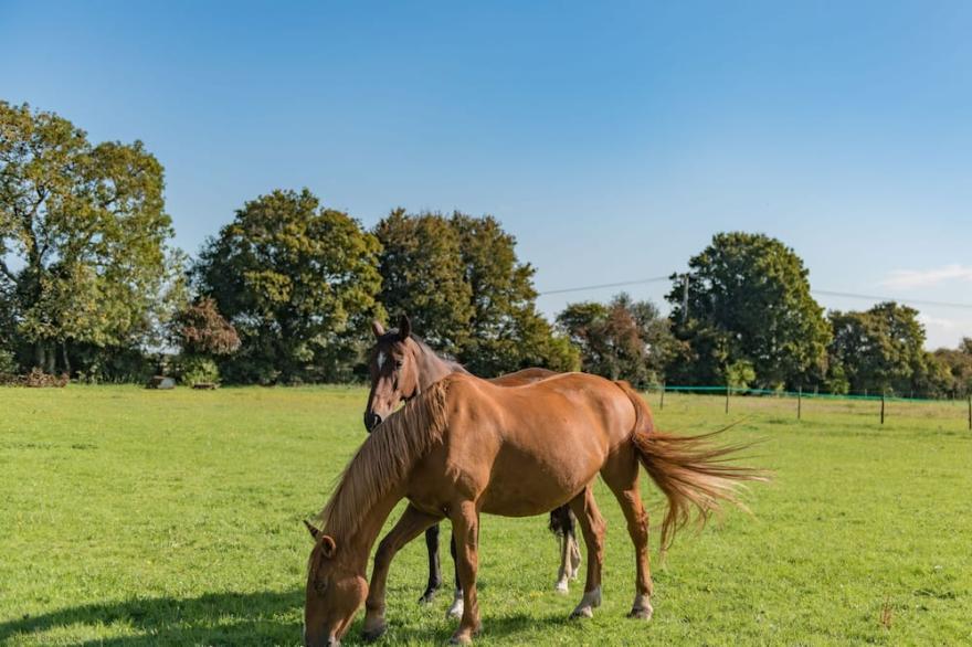 Cavallo Barn -  a holiday let that sleeps 6 guests  in 2 bedrooms