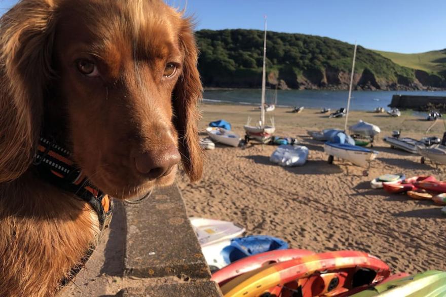 SEASCAPE (HOPE COVE), pet friendly, with a garden in Hope Cove