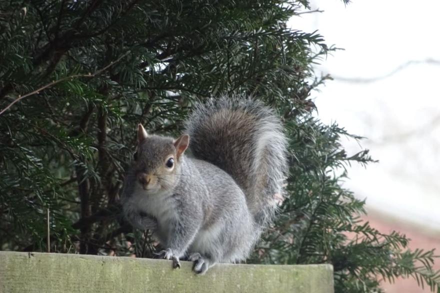 ***COSY COTTAGE, with shared, seasonal pool, 4 mile walk along the river to York