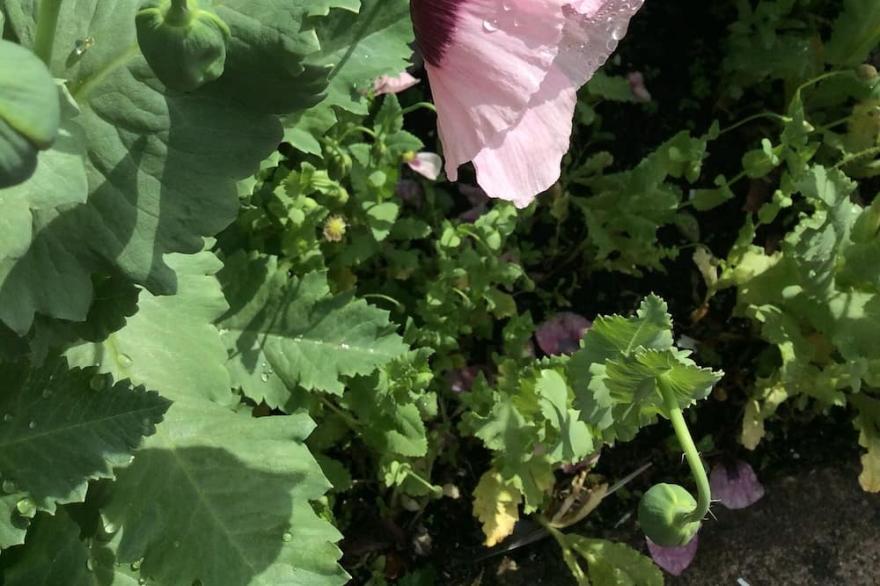 The Victorian House - inside City Walls. Children/pets welcome. Free parking!