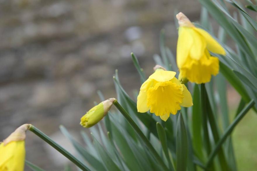 OLD MILL COTTAGE, pet friendly, with open fire in Camelford